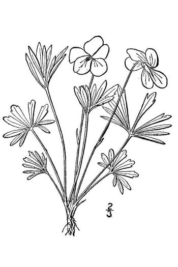 Viola pedata